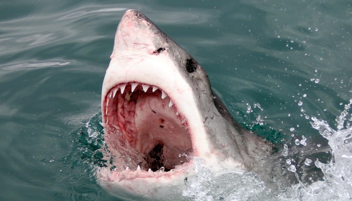 смотреть фильмы онлайн про акул